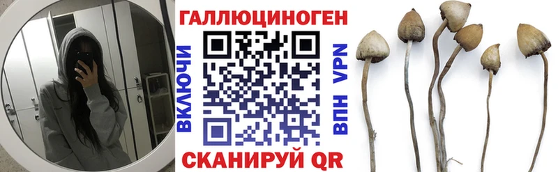 купить сайты Шахты Псилоцибиновые грибы Psilocybine cubensis